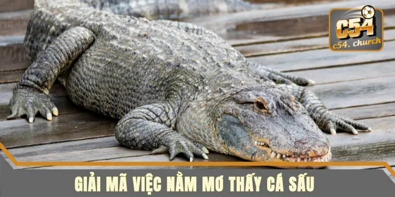 Giải mã mơ gặp cá sấu