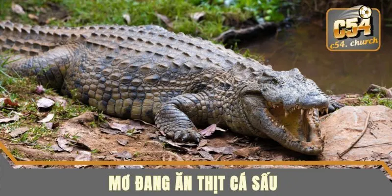 Mộng đang ăn thịt cá sấu